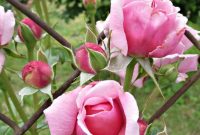 Zone 7 Late Spring Flower Tour: Blooming Garden Highlights