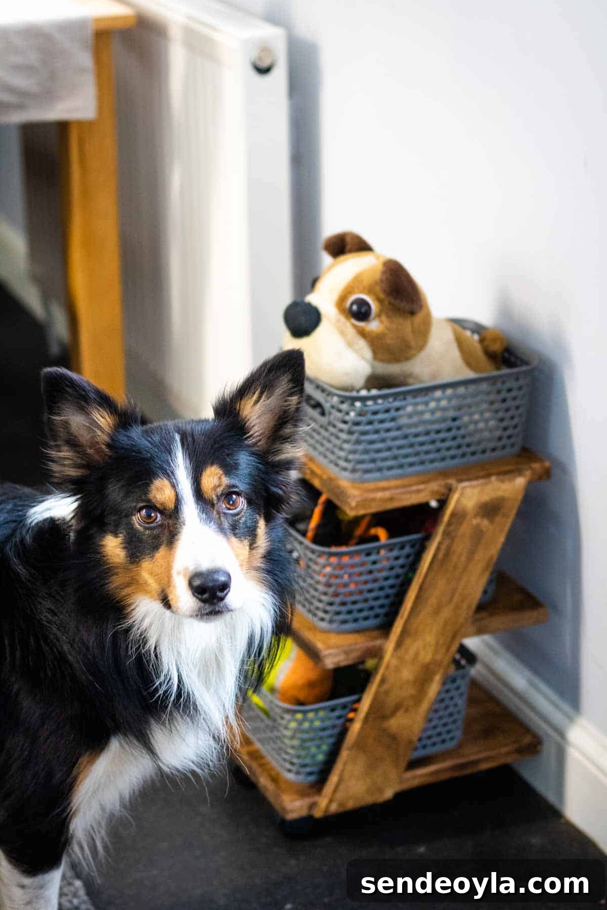 A Tri Border Collie stood in front of Curver storage boxes on a homemade wooden stand full of dog toys