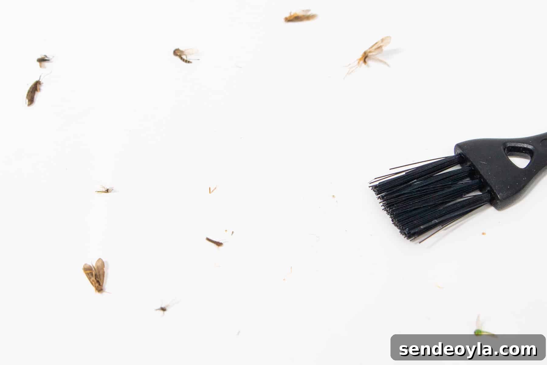 Insect-O-Cutor Nomad Fly Killer: Hands-On Review 9 Dead flies scattered on a windowsill next to a cleaning brush