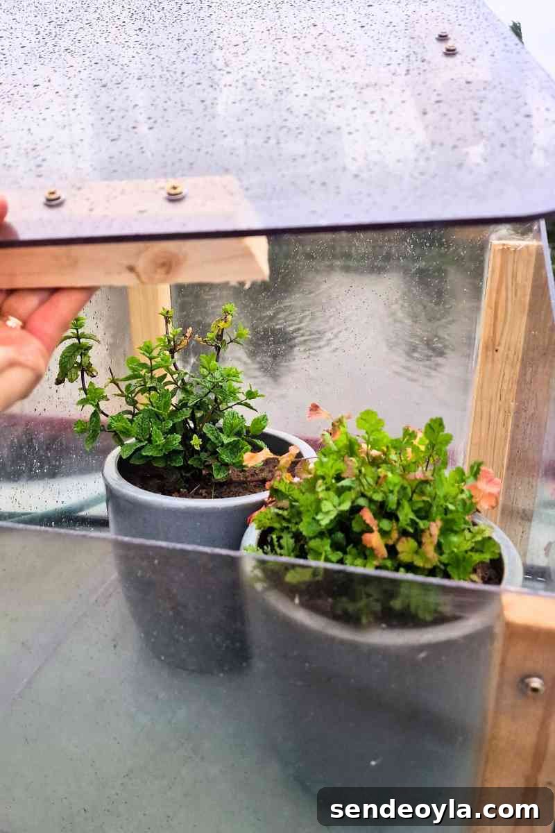 person holding a recycled plastic cold frame open and taking a peek inside at potted herb plants on a narrowboat roof top