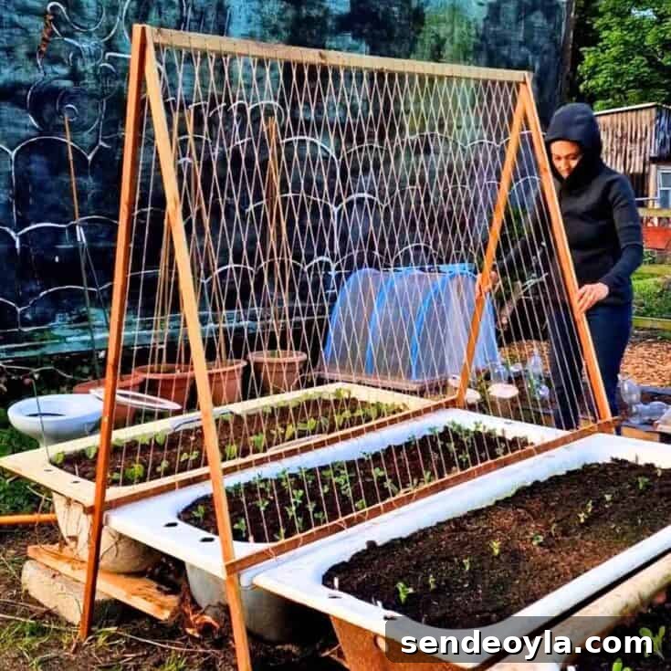 Pea trellis thumbnail