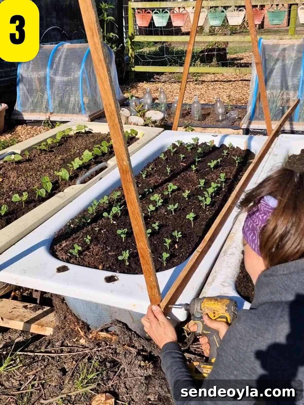 How to Build a Pea Trellis: DIY Step-by-Step Guide 6 Positioning the A-frame over peas