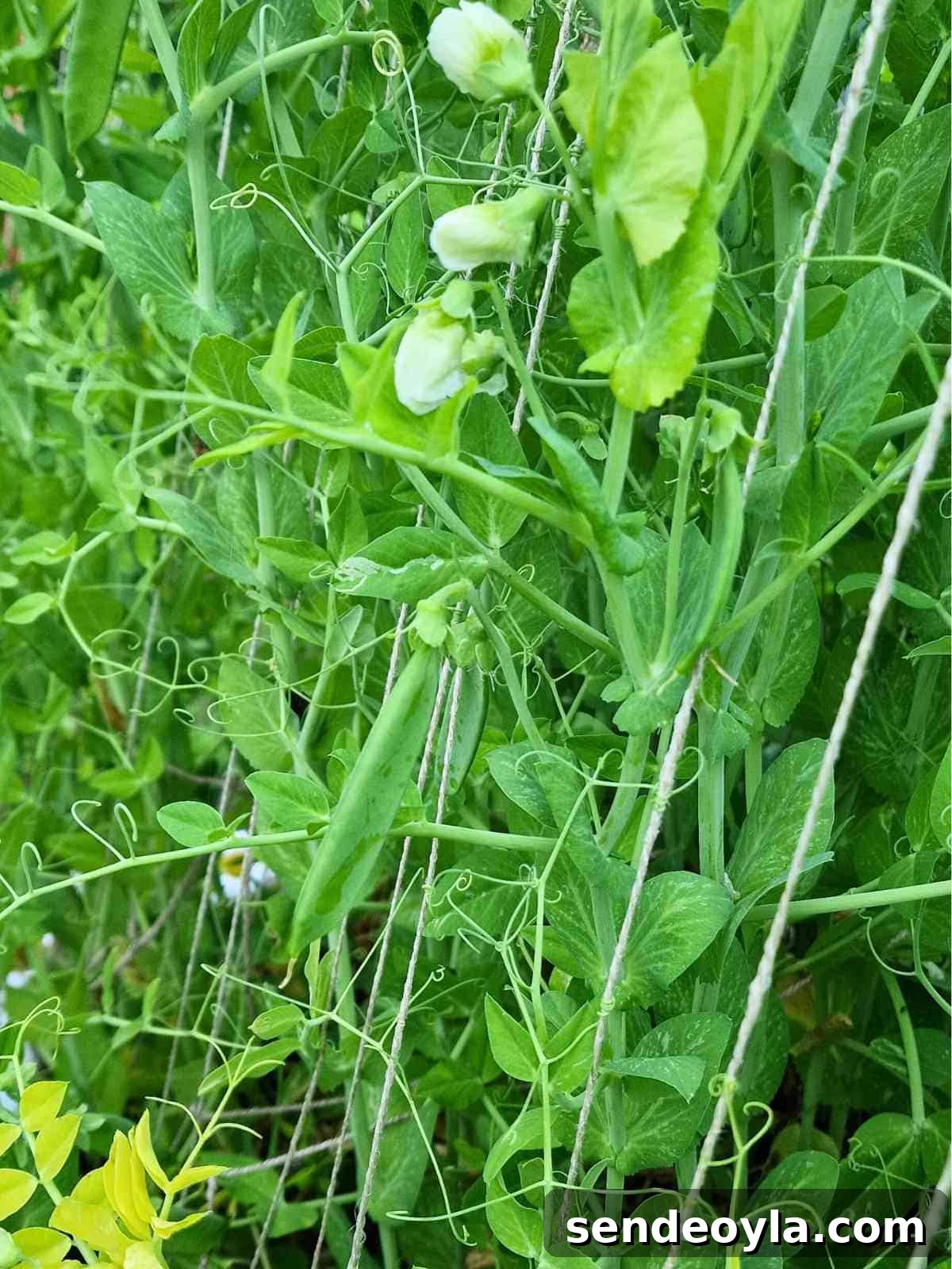 How to Build a Pea Trellis: DIY Step-by-Step Guide 10 Completed trellis ready for peas