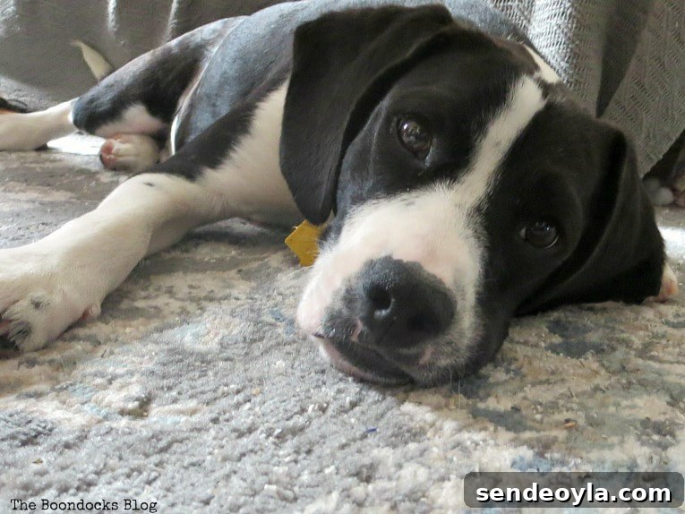 Tatou the puppy - Four Year Blog Anniversary and an Important Lesson Learned