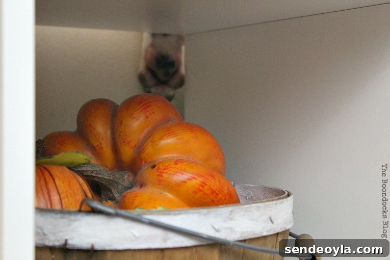 DIY Cardboard Paper Organizer for Your Desk 11 Close up of basket with pumpkin and a dog's paw.