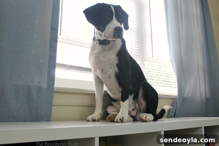 DIY Cardboard Paper Organizer for Your Desk 4 Tatou, a black and white dog, sitting next to a window.