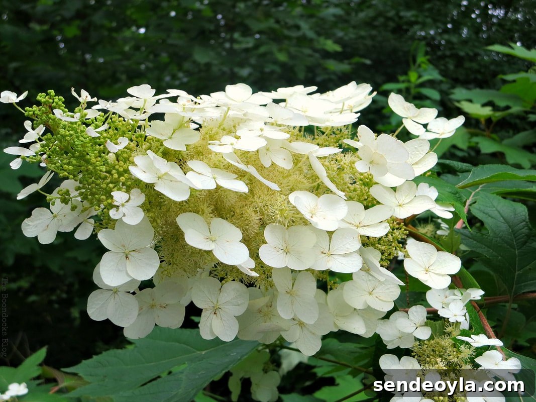 hydrangea, The Greatest Botanical Garden in the World