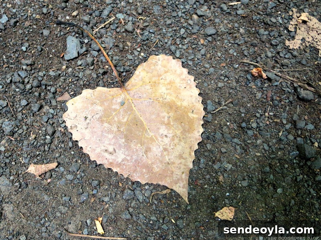 heart shaped leaf, The Greatest Botanical Garden in the World