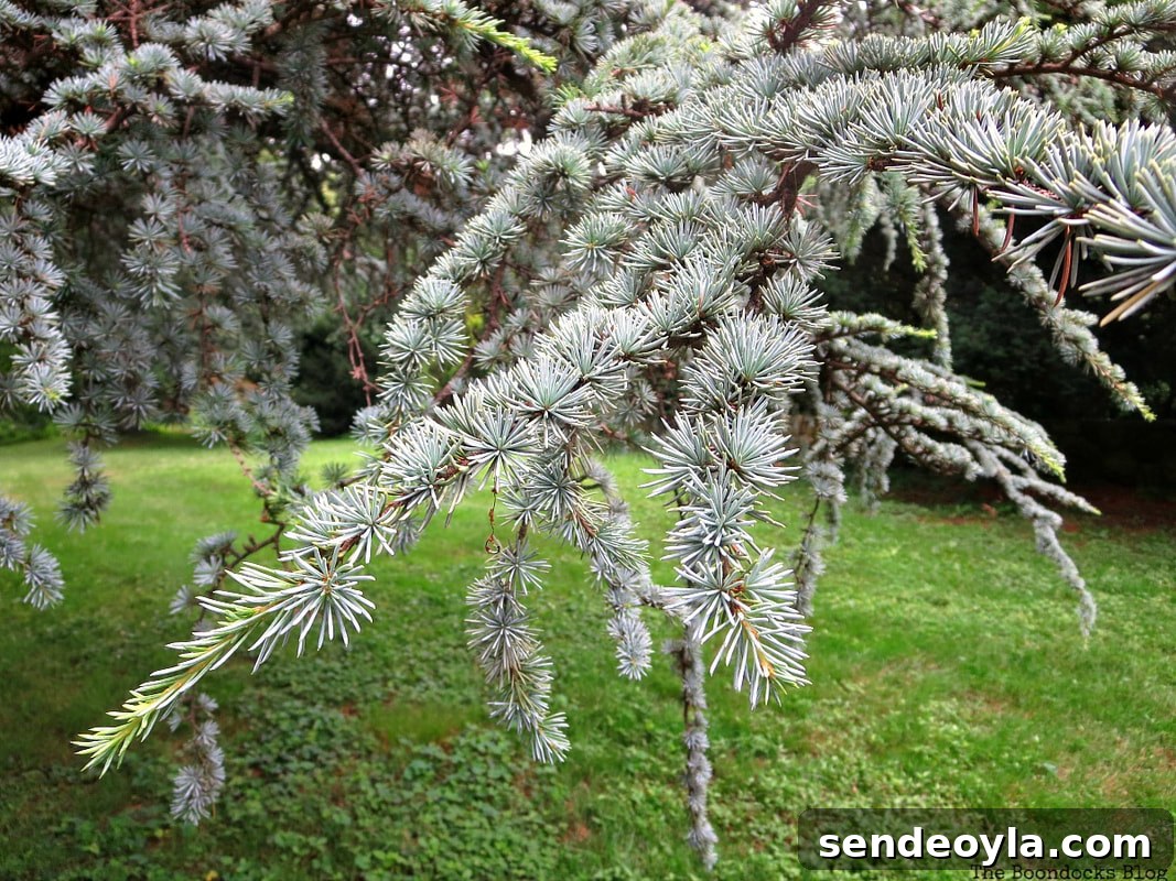 detail of fir tree, The Greatest Botanical Garden in the World