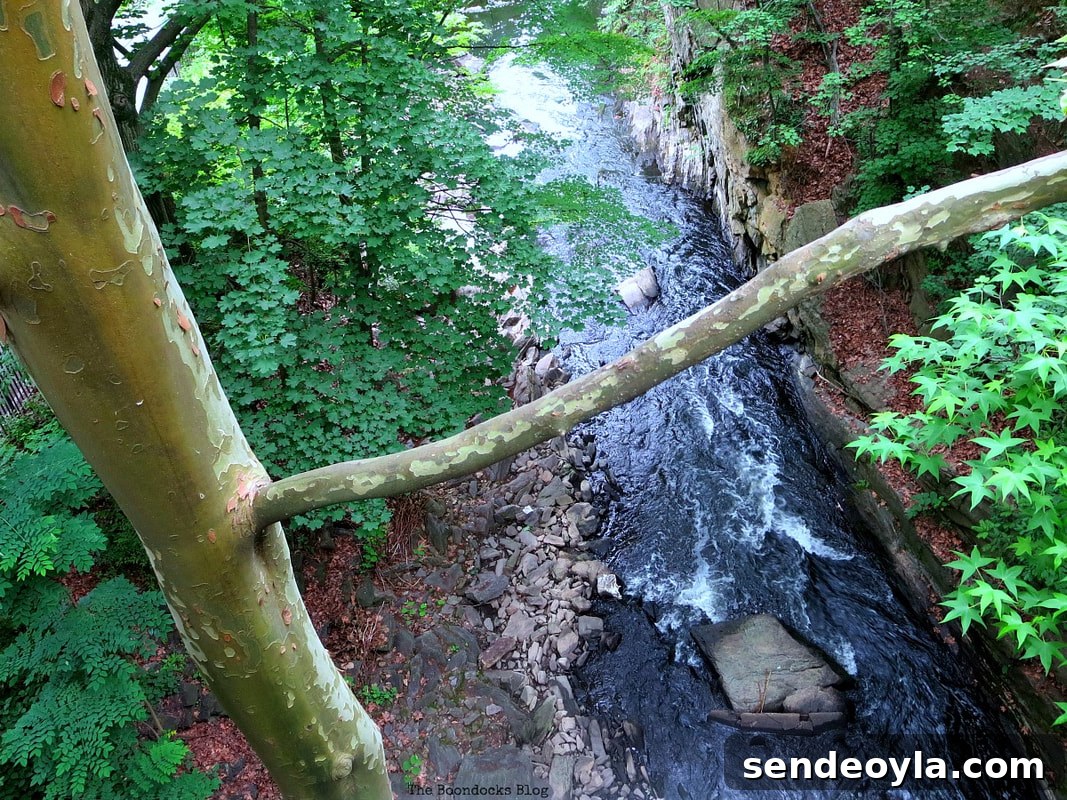 overlooking the Bronx river, The Greatest Botanical Garden in the World