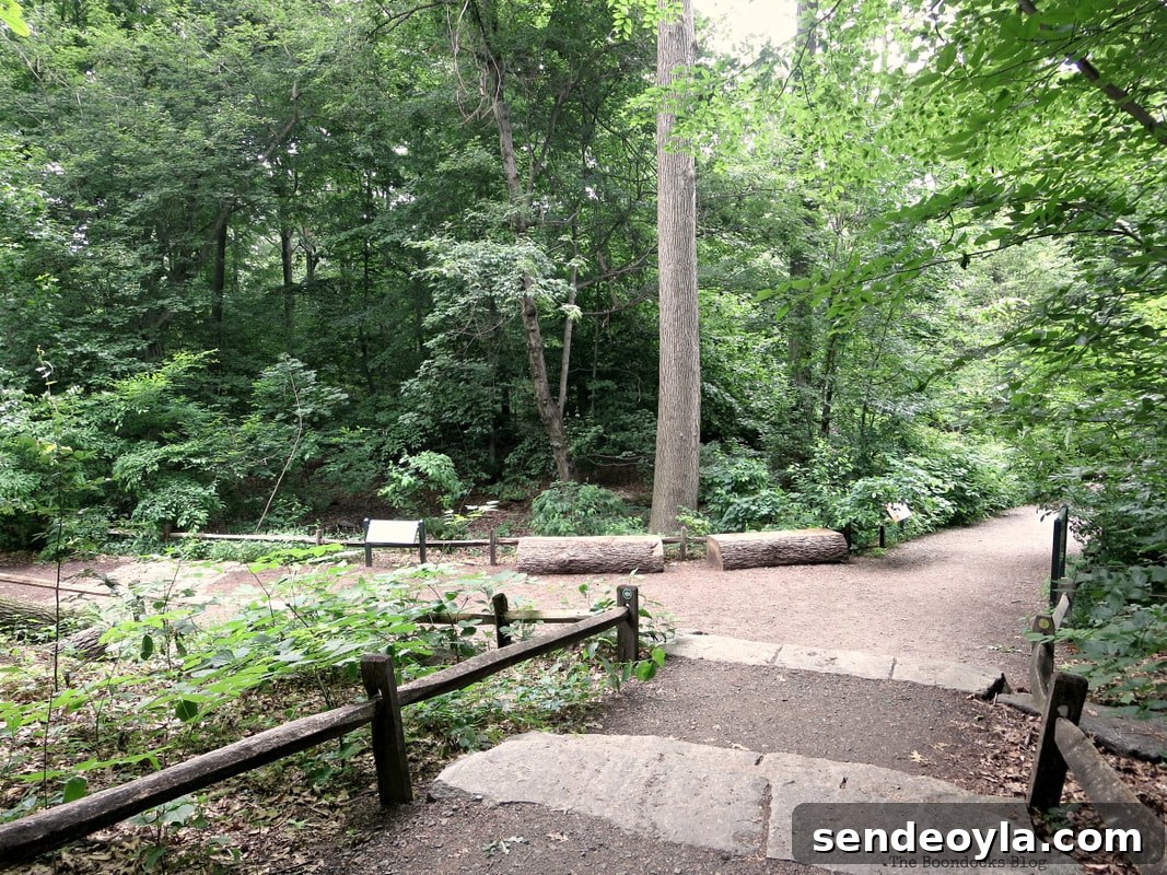 Road in Thain Forest, The Greatest Botanical Garden in the World