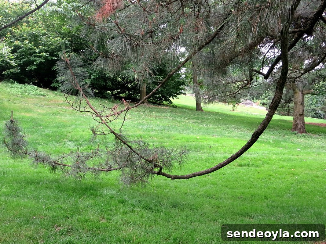 Tree with low lying branches, The Greatest Botanical Garden in the World