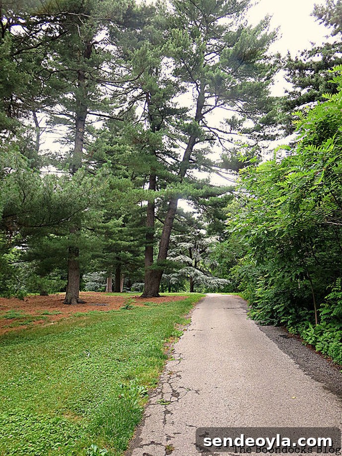 a road with tall trees, The Greatest Botanical Garden in the World
