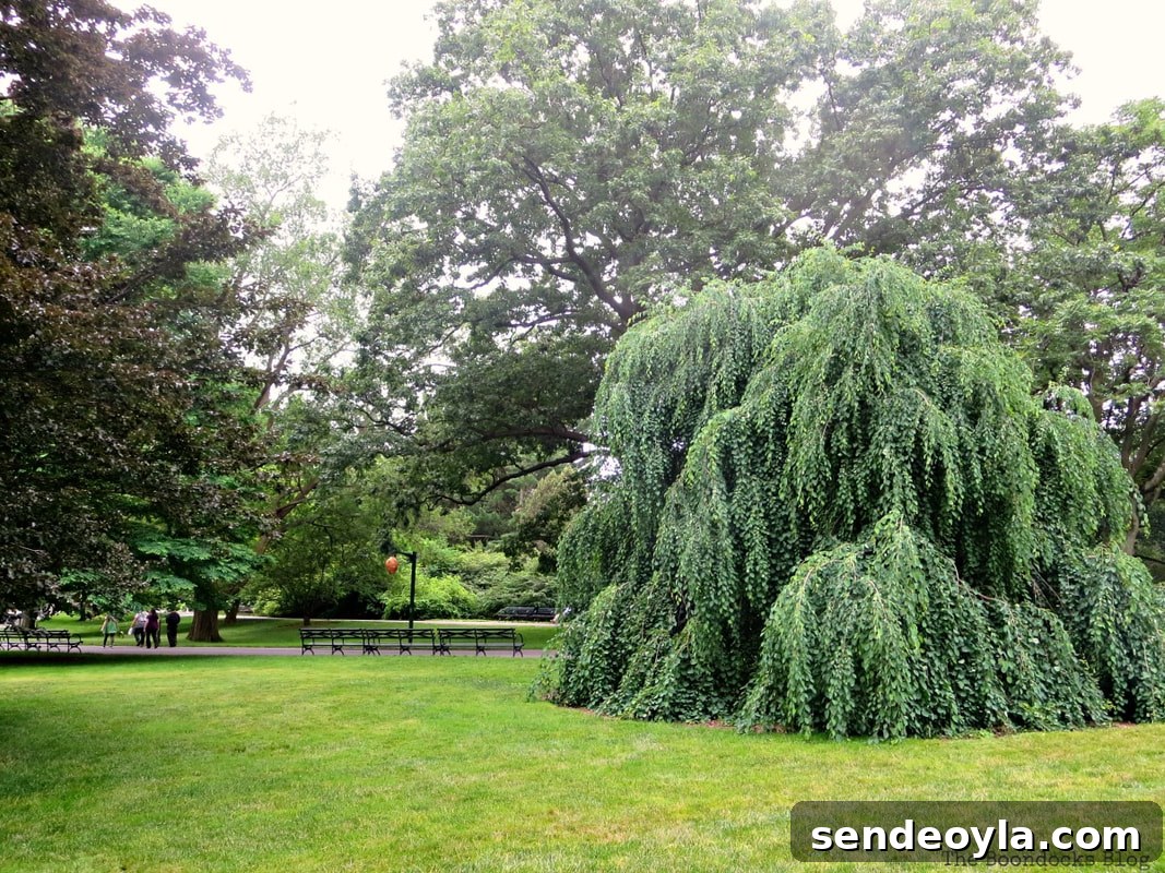 various trees, The Greatest Botanical Garden in the World