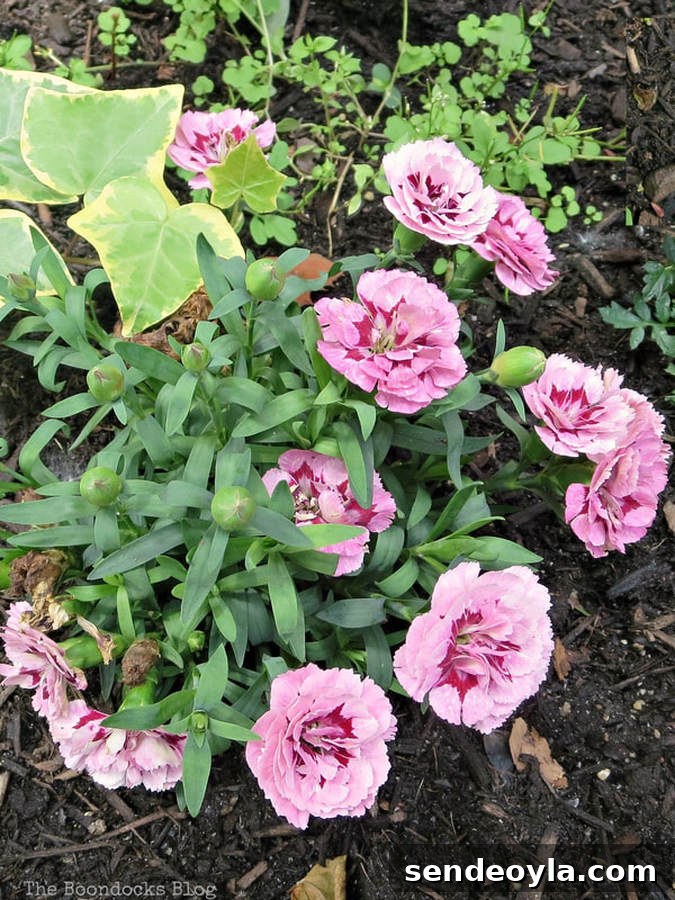 Zone 7 Late Spring Flower Tour: Blooming Garden Highlights 11 pink and red carnations, 12 Varieties of Stunning Flowers in my Neighborhood www.theboondocksblog.com