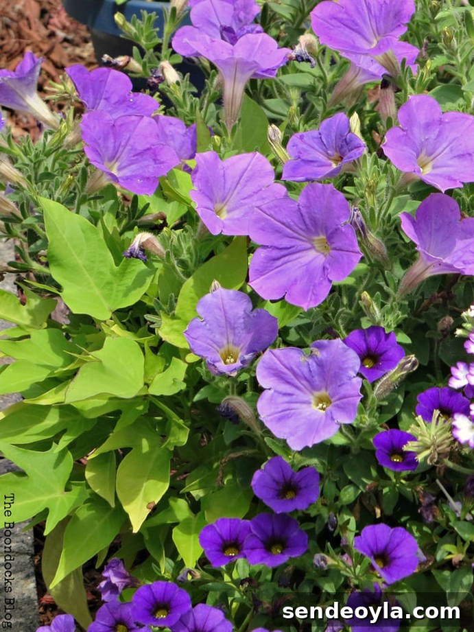 Zone 7 Late Spring Flower Tour: Blooming Garden Highlights 12 Petunias, 12 Varieties of Stunning Flowers in my Neighborhood www.theboondocksblog.com
