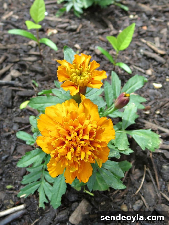 Zone 7 Late Spring Flower Tour: Blooming Garden Highlights 13 Marigold, 12 Varieties of Stunning Flowers in my Neighborhood www.theboondocksblog.com