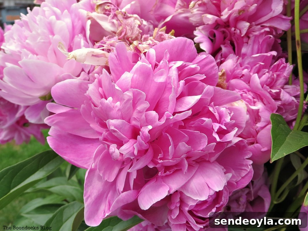 Zone 7 Late Spring Flower Tour: Blooming Garden Highlights 15 Pink Peonies, 12 Varieties of Stunning Flowers in my Neighborhood www.theboondocksblog.com