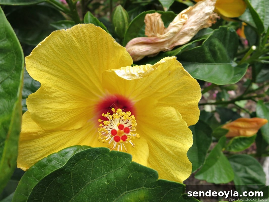 Zone 7 Late Spring Flower Tour: Blooming Garden Highlights 18 Yellow Hibiscus, 12 Varieties of Stunning Flowers in my Neighborhood www.theboondocksblog.com