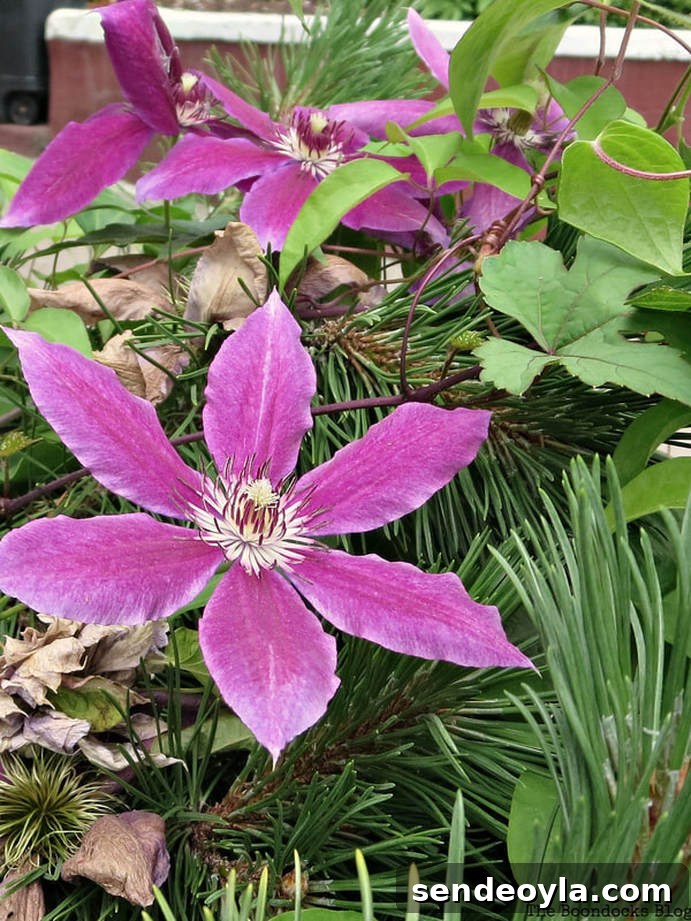 Zone 7 Late Spring Flower Tour: Blooming Garden Highlights 19 Clematis Pink Champagne, 12 Varieties of Stunning Flowers in my Neighborhood www.theboondocksblog.com