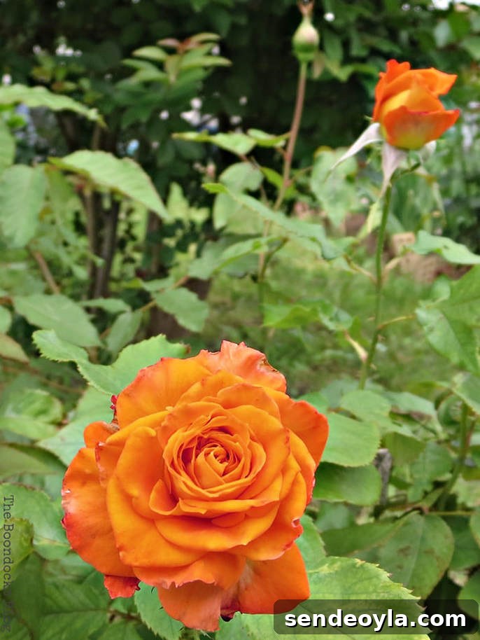 Zone 7 Late Spring Flower Tour: Blooming Garden Highlights 20 Orange roses, 12 Varieties of Stunning Flowers in my Neighborhood www.theboondocksblog.com