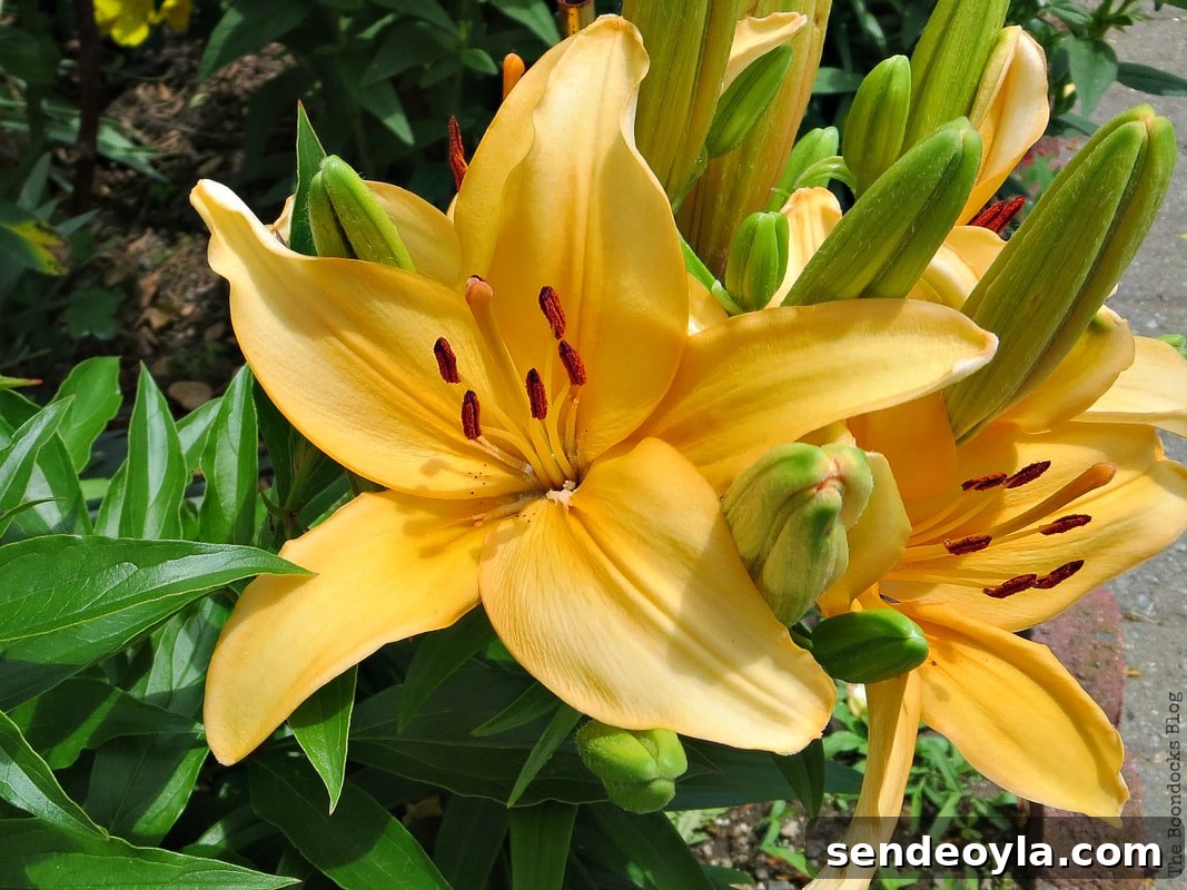 Zone 7 Late Spring Flower Tour: Blooming Garden Highlights 3 Yellow Lily, 12 Varieties of Stunning Flowers in my Neighborhood www.theboondocksblog.com