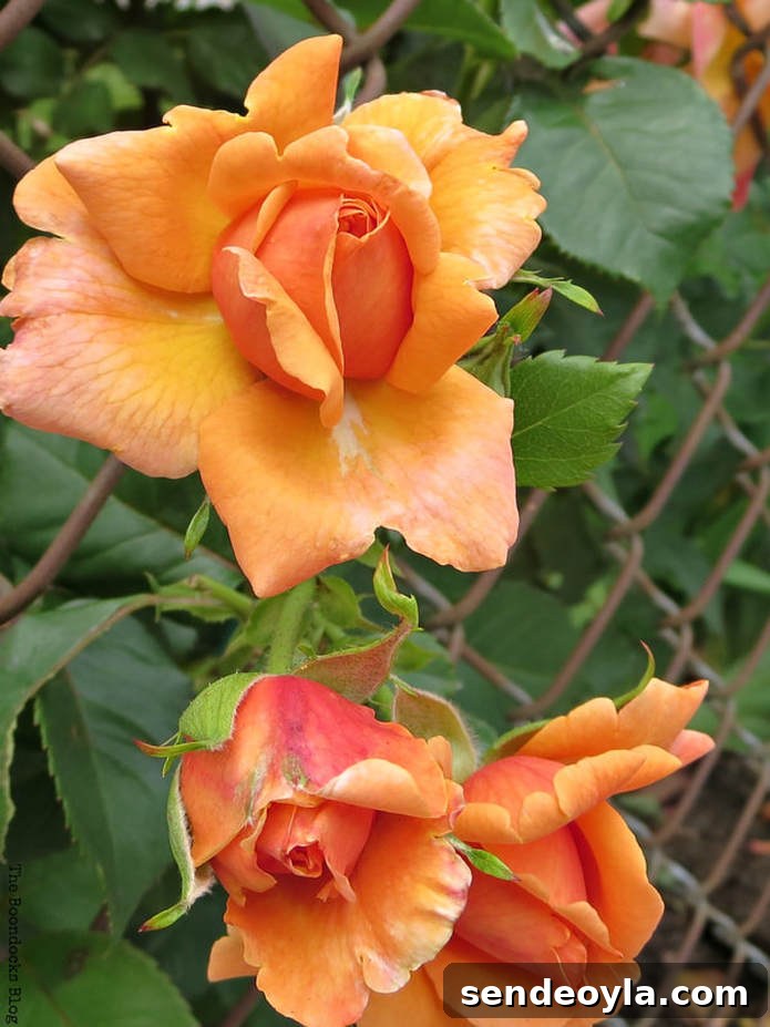 Zone 7 Late Spring Flower Tour: Blooming Garden Highlights 22 Orange roses, 12 Varieties of Stunning Flowers in my Neighborhood www.theboondocksblog.com
