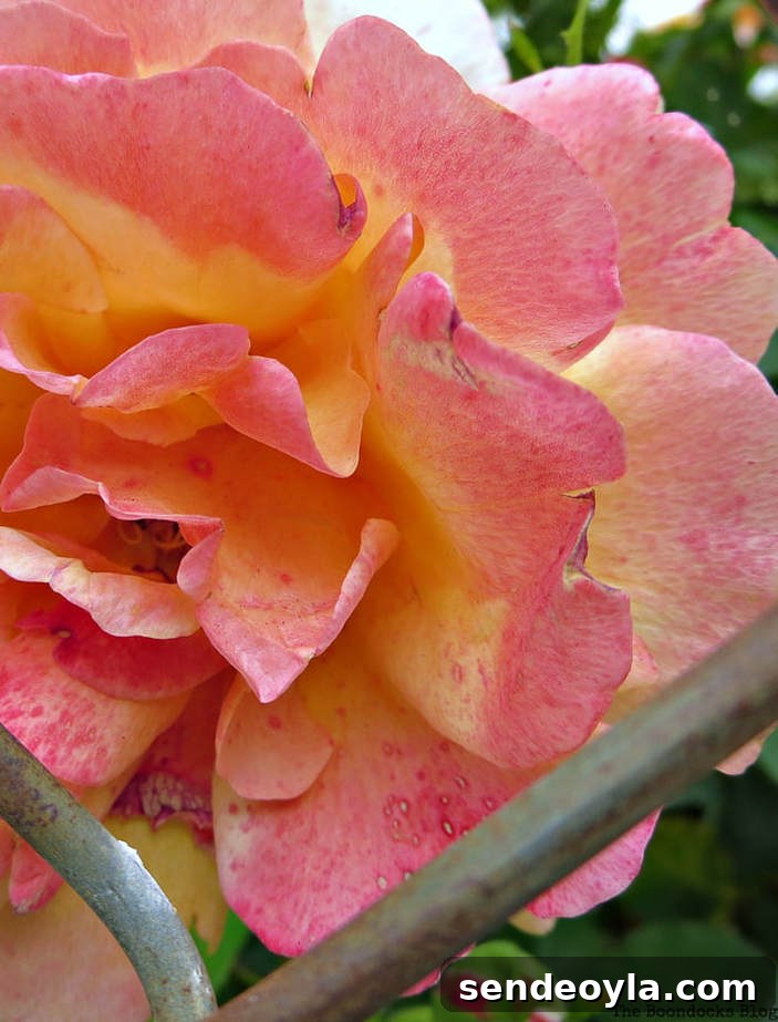 Zone 7 Late Spring Flower Tour: Blooming Garden Highlights 25 Pink and yellow rose, 12 Varieties of Stunning Flowers in my Neighborhood www.theboondocksblog.com