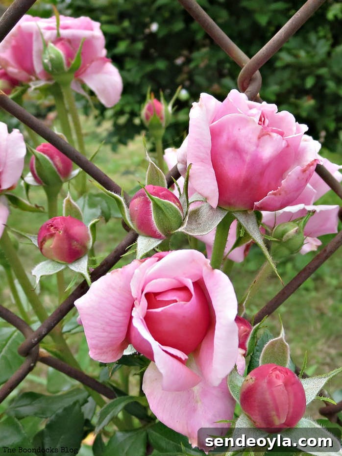 Zone 7 Late Spring Flower Tour: Blooming Garden Highlights 26 Pink roses, 12 Varieties of Stunning Flowers in my Neighborhood www.theboondocksblog.com