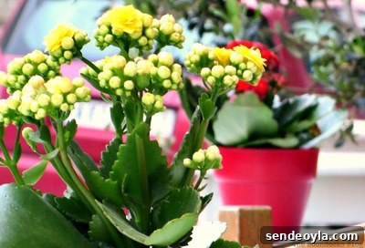 Zone 7 Late Spring Flower Tour: Blooming Garden Highlights 29 flowers in flower pots