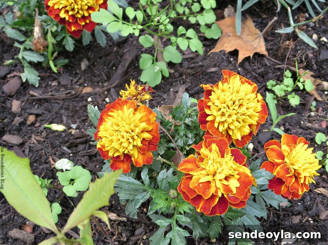 Zone 7 Late Spring Flower Tour: Blooming Garden Highlights 5 Marigold, 12 Varieties of Stunning Flowers in my Neighborhood www.theboondocksblog.com