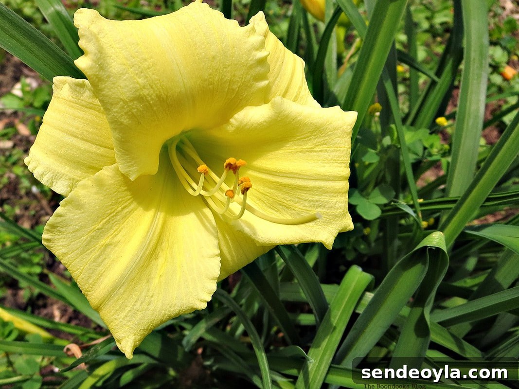 Zone 7 Late Spring Flower Tour: Blooming Garden Highlights 7 Lily, 12 Varieties of Stunning Flowers in my Neighborhood www.theboondocksblog.com