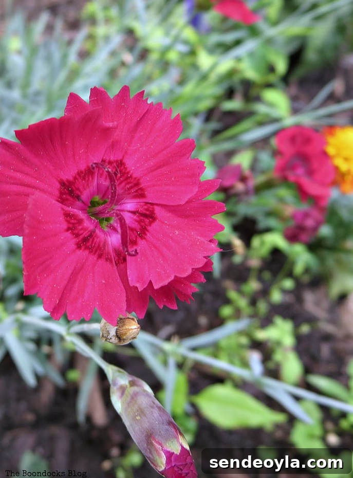 Zone 7 Late Spring Flower Tour: Blooming Garden Highlights 10 Red Dianthus, 12 Varieties of Stunning Flowers in my Neighborhood www.theboondocksblog.com