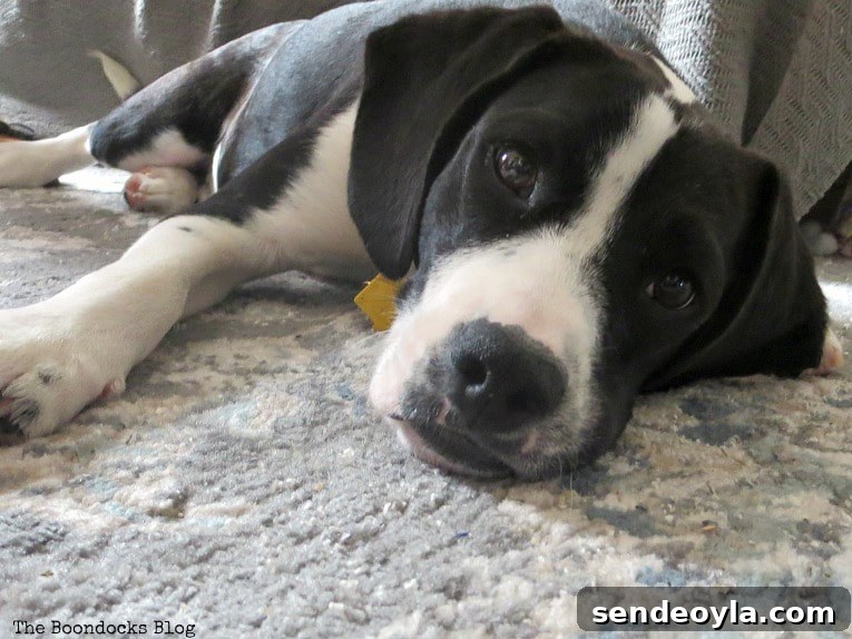 Black and white puppy.