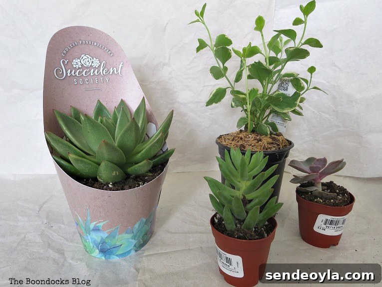 DIY Upcycled Planters from Household Items 5 Succulents and a vine chosen for repurposed planters