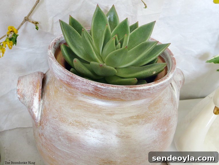 DIY Upcycled Planters from Household Items 6 Succulent placed in a clay pot