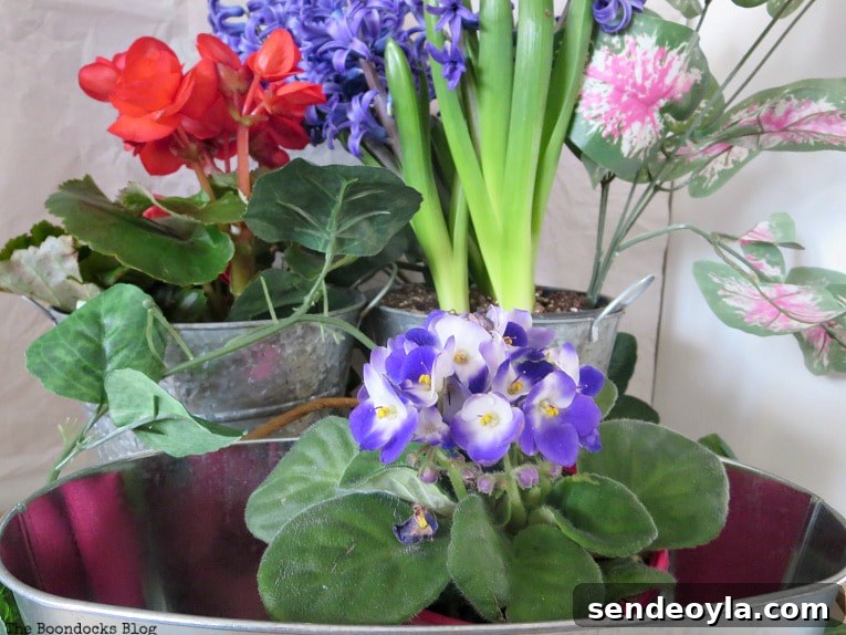 How to Look Like You Have a Green Thumb with a Planter Box 9 Violet placed into an oval shaped planter