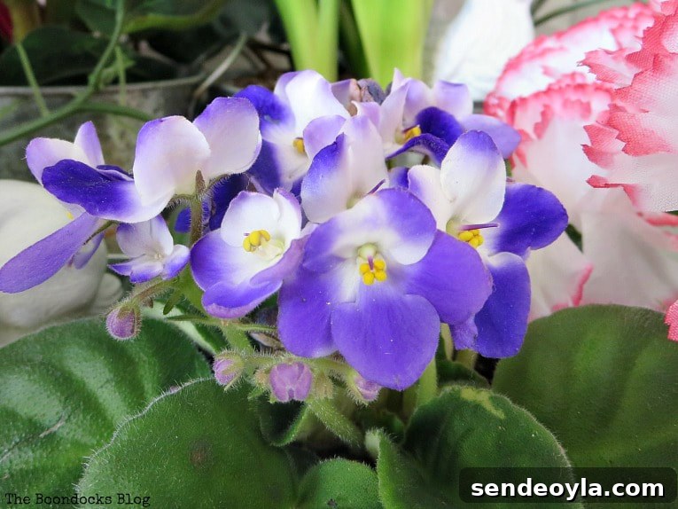 How to Look Like You Have a Green Thumb with a Planter Box 13 Viola plant