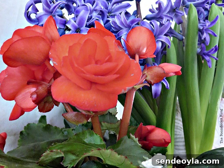 How to Look Like You Have a Green Thumb with a Planter Box 15 red begonia plant