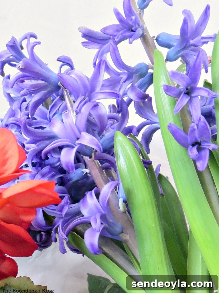 Purple hyacinth flower