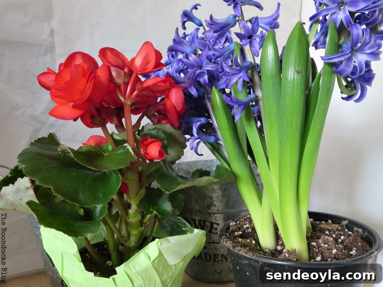 How to Look Like You Have a Green Thumb with a Planter Box 6 Real flower plants, Begonia and Hyacinth