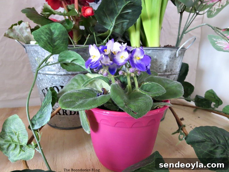 How to Look Like You Have a Green Thumb with a Planter Box 8 Violet plant in plastic pot