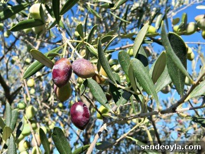 Olives on the trees