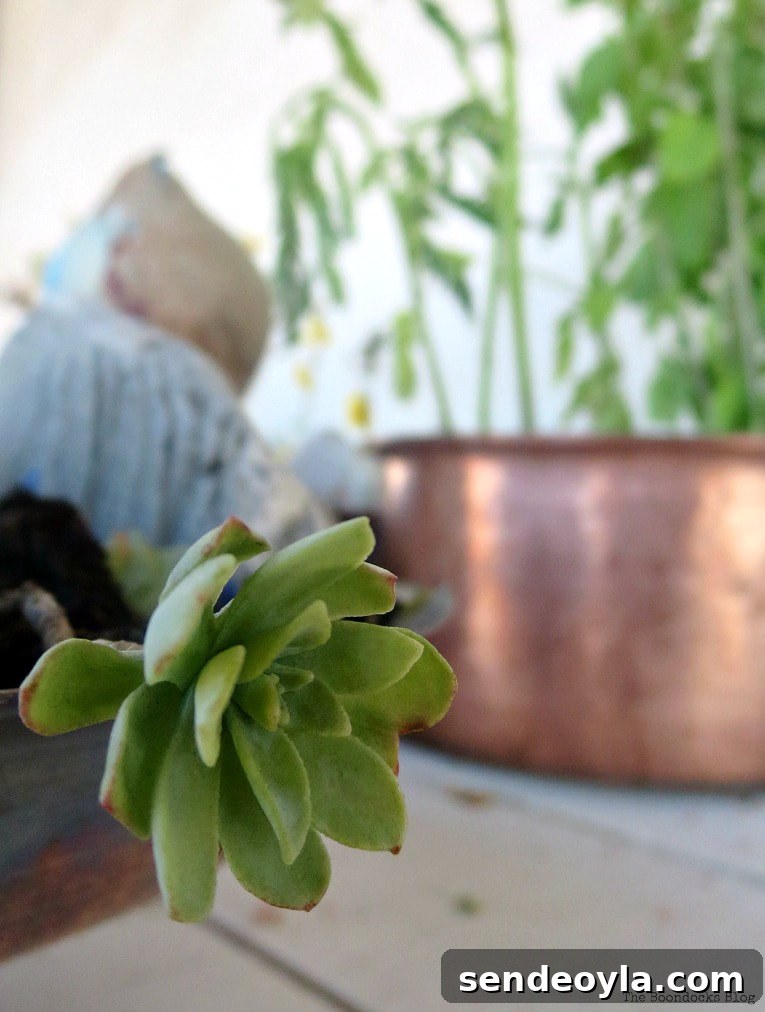 Upcycling Vintage Copper Pots: Mistakes to Avoid 12 Close up of a succulent.