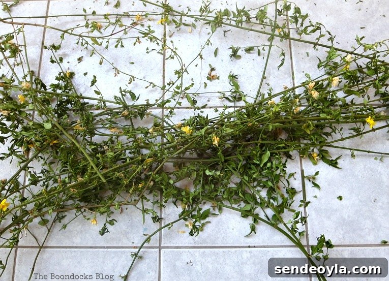 Vines from nature for May Day wreath