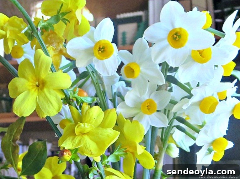 DIY Spring Pedestal from Upcycled Cordial Glasses and Saucers 5 Close up of yellow and white Narcissus flowers.