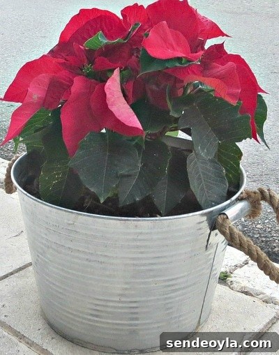 Christmas traditions image