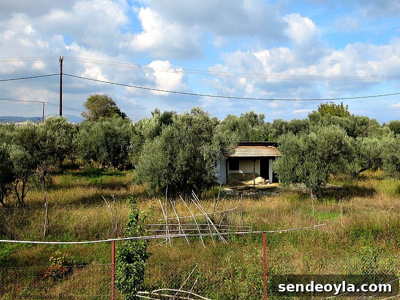 Olive groves, The View from the Railroad Overpass www.theboondocksblog.com