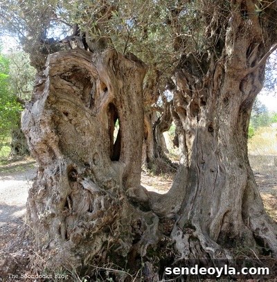 The Tenacious Olive Trees