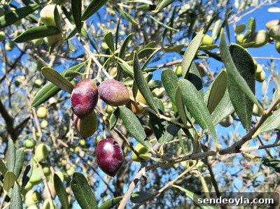 DIY Natural Thanksgiving Table Centerpiece Ideas 23 Olive tree